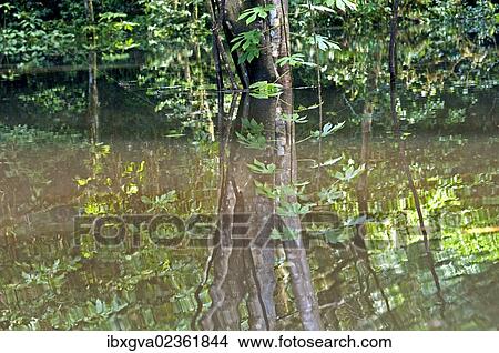 Picture - "Water reflections in the flooded Tiputini River, Yasuni National Park, Ecuador, South America". Fotosearch