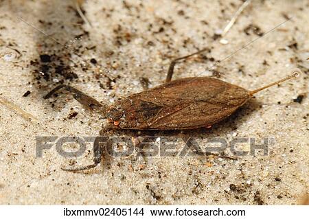 "Water Scorpion (Nepa cinerea), Schwaanhavel, Mecklenburg-Strelitz district, Mecklenburg-Western Pomerania, Germany, Europe" View Large Photo Image Picture - "Water Scorpion (Nepa cinerea), Schwaanhavel, Mecklenburg-Strelitz district, Mecklenburg-Western Pomerania, Germany, Europe". Fotosearch