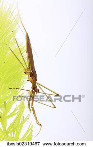 Stock Photo - "Water Stick Insect (Ranatra linearis), living under water". Fotosearch