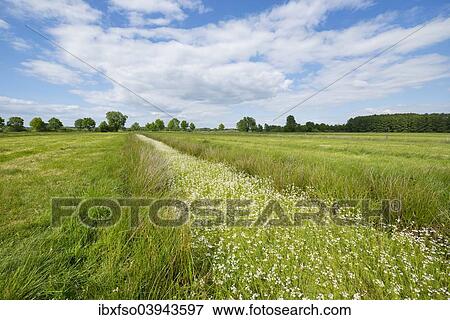 Stock Photo - "Water Violets or Featherfoil (Hottonia palustris) flowering in a ditch, Dromling nature reserve, Lower Saxony, Germany, Europe". Fotosearch