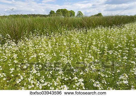 "Water Violets or Featherfoil (Hottonia palustris) flowering in a ditch, Dromling nature reserve, Lower Saxony, Germany, Europe" View Large Photo Image Stock Photograph - "Water Violets or Featherfoil (Hottonia palustris) flowering in a ditch, Dromling nature reserve, Lower Saxony, Germany, Europe". Fotosearch