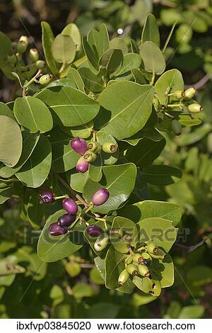 "Waterberries (Syzygium cordatum), Kasanka National Park, Zambia, Africa" View Large Photo Image Stock Image - "Waterberries (Syzygium cordatum), Kasanka National Park, Zambia, Africa". Fotosearch