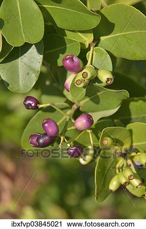 Stock Image - "Waterberries (Syzygium cordatum), Kasanka National Park, Zambia, Africa". Fotosearch