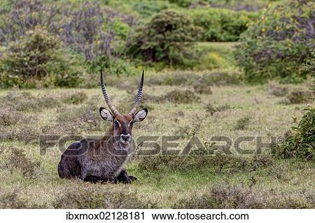 "Waterbuck (Kobus ellipsiprymnus), Lake Naivasha, Kenya, East Africa, Africa, PublicGround, Africa" View Large Photo Image Stock Image - "Waterbuck (Kobus ellipsiprymnus), Lake Naivasha, Kenya, East Africa, Africa, PublicGround, Africa". Fotosearch