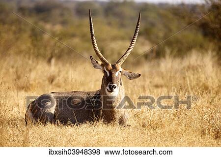 Stock Photo - "Waterbuck (Kobus ellipsiprymnus), male ruminating Kruger National Park, South Africa, Africa". Fotosearch