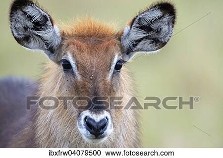 "Waterbuck (Kobus ellipsiprymnus), female, close up, Maasai Mara, Kenya, Africa" View Large Photo Image Stock Image - "Waterbuck (Kobus ellipsiprymnus), female, close up, Maasai Mara, Kenya, Africa". Fotosearch