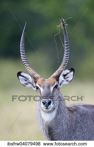"Waterbuck (Kobus ellipsiprymnus), male, Maasai Mara, Kenya, Africa" View Large Photo Image Stock Photo - "Waterbuck (Kobus ellipsiprymnus), male, Maasai Mara, Kenya, Africa". Fotosearch