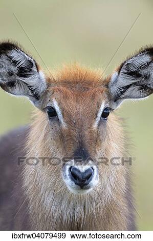 "Waterbuck (Kobus ellipsiprymnus), female, close up, Maasai Mara, Kenya, Africa" View Large Photo Image Stock Photo - "Waterbuck (Kobus ellipsiprymnus), female, close up, Maasai Mara, Kenya, Africa". Fotosearch