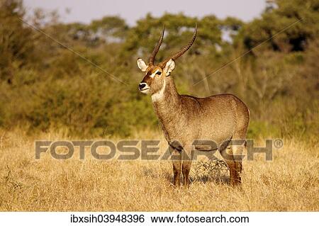 "Waterbuck (Kobus ellipsiprymnus), male, Kruger National Park, South Africa, Africa" View Large Photo Image Stock Photograph - "Waterbuck (Kobus ellipsiprymnus), male, Kruger National Park, South Africa, Africa". Fotosearch