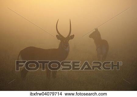 "Waterbucks (Kobus ellipsiprymnus) in the morning mist, backlit, Maasai Mara National Reserve, Kenya, Africa" View Large Photo Image Picture - "Waterbucks (Kobus ellipsiprymnus) in the morning mist, backlit, Maasai Mara National Reserve, Kenya, Africa". Fotosearch