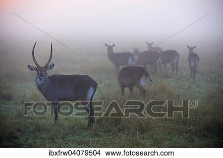 "Waterbucks (Kobus ellipsiprymnus), herd in the morning mist, a male at the front, Maasai Mara, Kenya, Africa" View Large Photo Image Picture - "Waterbucks (Kobus ellipsiprymnus), herd in the morning mist, a male at the front, Maasai Mara, Kenya, Africa". Fotosearch
