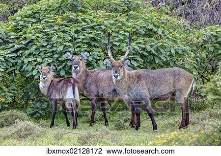 "Waterbucks (Kobus ellipsiprymnus), Lake Naivasha, Kenya, East Africa, Africa, PublicGround, Africa" View Large Photo Image Stock Image - "Waterbucks (Kobus ellipsiprymnus), Lake Naivasha, Kenya, East Africa, Africa, PublicGround, Africa". Fotosearch