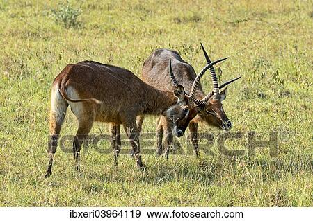 "Waterbucks (Kobus ellipsiprymnus), Lake Nakuru, Kenya, Africa" View Large Photo Image Stock Photo - "Waterbucks (Kobus ellipsiprymnus), Lake Nakuru, Kenya, Africa". Fotosearch