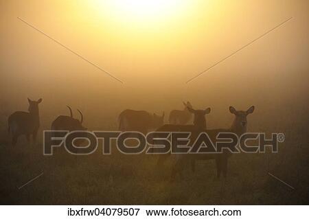 "Waterbucks (Kobus ellipsiprymnus), herd in the morning mist, sunrise, Maasai Mara, Kenya, Africa" View Large Photo Image Stock Photo - "Waterbucks (Kobus ellipsiprymnus), herd in the morning mist, sunrise, Maasai Mara, Kenya, Africa". Fotosearch