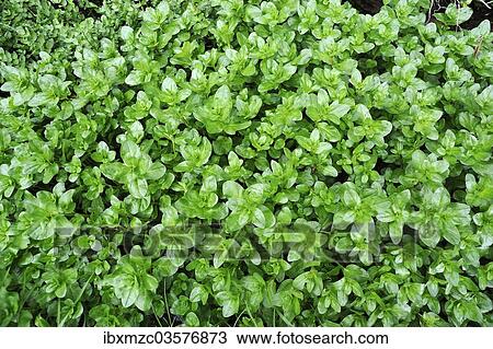 "Watercress (Nasturtium officinale), Eggendorf, Lower Austria, Austria, Europe" View Large Photo Image Stock Image - "Watercress (Nasturtium officinale), Eggendorf, Lower Austria, Austria, Europe". Fotosearch