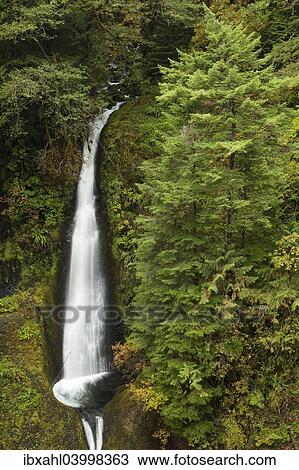 "Waterfall at the Eagle Creek Trail, Columbia River Gorge, Portland, Oregon, United States, North America" View Large Photo Image Stock Image - "Waterfall at the Eagle Creek Trail, Columbia River Gorge, Portland, Oregon, United States, North America". Fotosearch