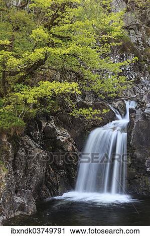 "Waterfall in a forest, Drumnadrochit, Scotland, United Kingdom, Europe" View Large Photo Image Stock Image - "Waterfall in a forest, Drumnadrochit, Scotland, United Kingdom, Europe". Fotosearch