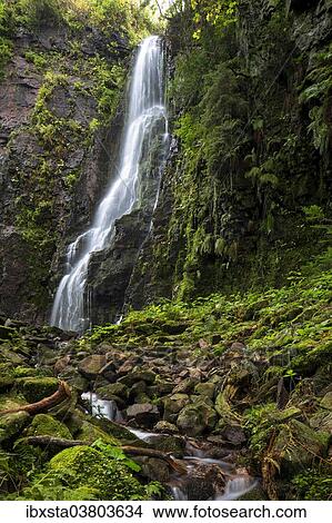 "Waterfall in the forest, Burgbach waterfall near Schapbach, Black Forest, Baden-Wurttemberg, Germany, Europe" View Large Photo Image Picture - "Waterfall in the forest, Burgbach waterfall near Schapbach, Black Forest, Baden-Wurttemberg, Germany, Europe". Fotosearch