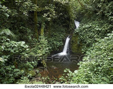 "Waterfall in the Monteverde Cloud Forest Reserve, Reserva Biologica Bosque Nubosa Monteverde, Monteverde, Guanacaste Province, Costa Rica, Central America, North America" View Large Photo Image Stock Image - "Waterfall in the Monteverde Cloud Forest Reserve, Reserva Biologica Bosque Nubosa Monteverde, Monteverde, Guanacaste Province, Costa Rica, Central America, North America". Fotosearch