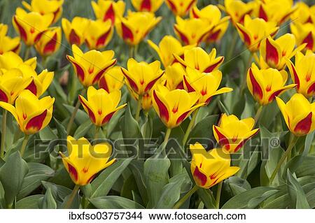 "Waterlily Tulips (Tulipa kaufmanniana 'Goldstueck'), 'Goldstueck' hybrid, Thuringia, Germany, Europe" View Large Photo Image Picture - "Waterlily Tulips (Tulipa kaufmanniana 'Goldstueck'), 'Goldstueck' hybrid, Thuringia, Germany, Europe". Fotosearch