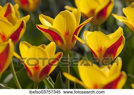 "Waterlily Tulips (Tulipa kaufmanniana 'Goldstueck'), 'Goldstueck' hybrid, Thuringia, Germany, Europe" View Large Photo Image Stock Photography - "Waterlily Tulips (Tulipa kaufmanniana 'Goldstueck'), 'Goldstueck' hybrid, Thuringia, Germany, Europe". Fotosearch