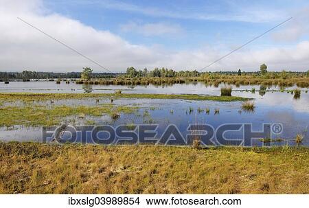 "Waterlogged, renatured bog with bulrushes (Schoenoplectus lacustris), common reed (Phragmites australis) and birches (Betula pubescens), former peat cultivation region, Raubling, Upper Bavaria, Bavaria, Germany, Europe" View Large Photo Image Picture - "Waterlogged, renatured bog with bulrushes (Schoenoplectus lacustris), common reed (Phragmites australis) and birches (Betula pubescens), former peat cultivation region, Raubling, Upper Bavaria, Bavaria, Germany, Europe". Fotosearch