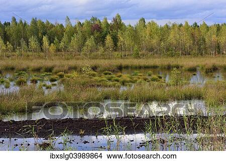 "Waterlogged, renatured bog with bulrushes (Schoenoplectus lacustris), common reed (Phragmites australis) and birches (Betula pubescens), former peat cultivation region, Raubling, Upper Bavaria, Bavaria, Germany, Europe" View Large Photo Image Picture - "Waterlogged, renatured bog with bulrushes (Schoenoplectus lacustris), common reed (Phragmites australis) and birches (Betula pubescens), former peat cultivation region, Raubling, Upper Bavaria, Bavaria, Germany, Europe". Fotosearch