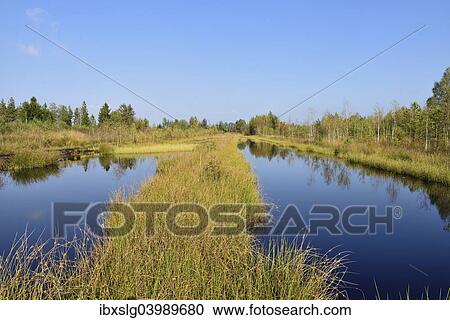 "Waterlogged, renatured bog with bulrushes (Schoenoplectus lacustris), common reed (Phragmites australis) and birches (Betula pubescens), former peat cultivation region, Raubling, Upper Bavaria, Bavaria, Germany, Europe" View Large Photo Image Stock Image - "Waterlogged, renatured bog with bulrushes (Schoenoplectus lacustris), common reed (Phragmites australis) and birches (Betula pubescens), former peat cultivation region, Raubling, Upper Bavaria, Bavaria, Germany, Europe". Fotosearch