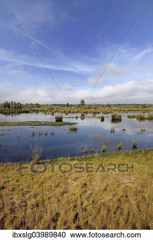 "Waterlogged, renatured bog with bulrushes (Schoenoplectus lacustris), former peat cultivation region, Raubling, Upper Bavaria, Bavaria, Germany, Europe" View Large Photo Image Stock Image - "Waterlogged, renatured bog with bulrushes (Schoenoplectus lacustris), former peat cultivation region, Raubling, Upper Bavaria, Bavaria, Germany, Europe". Fotosearch