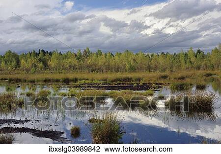 "Waterlogged, renatured bog with bulrushes (Schoenoplectus lacustris), common reed (Phragmites australis) and birch (Betula pubescens), former peat cultivation region, Raubling, Upper Bavaria, Bavaria, Germany, Europe" View Large Photo Image Stock Image - "Waterlogged, renatured bog with bulrushes (Schoenoplectus lacustris), common reed (Phragmites australis) and birch (Betula pubescens), former peat cultivation region, Raubling, Upper Bavaria, Bavaria, Germany, Europe". Fotosearch