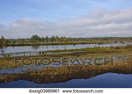 "Waterlogged, renatured bog with bulrushes (Schoenoplectus lacustris), and birches (Betula pubescens), former peat cultivation region" View Large Photo Image Stock Image - "Waterlogged, renatured bog with bulrushes (Schoenoplectus lacustris), and birches (Betula pubescens), former peat cultivation region". Fotosearch