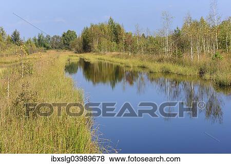 "Waterlogged, renatured bog with bulrushes (Schoenoplectus lacustris), common reed (Phragmites australis) and birches (Betula pubescens), former peat cultivation region, Raubling, Upper Bavaria, Bavaria, Germany, Europe" View Large Photo Image Stock Photo - "Waterlogged, renatured bog with bulrushes (Schoenoplectus lacustris), common reed (Phragmites australis) and birches (Betula pubescens), former peat cultivation region, Raubling, Upper Bavaria, Bavaria, Germany, Europe". Fotosearch