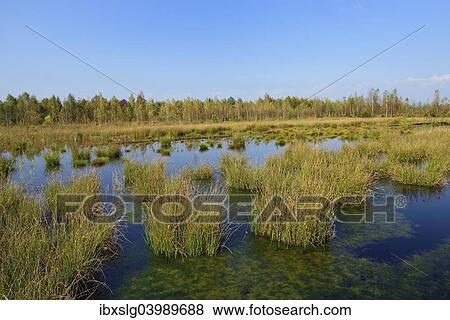 "Waterlogged, renatured bog with bulrushes (Schoenoplectus lacustris) and birches (Betula pubescens), former peat cultivation region, Raubling, Upper Bavaria, Bavaria, Germany, Europe" View Large Photo Image Stock Photo - "Waterlogged, renatured bog with bulrushes (Schoenoplectus lacustris) and birches (Betula pubescens), former peat cultivation region, Raubling, Upper Bavaria, Bavaria, Germany, Europe". Fotosearch