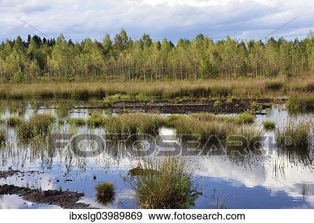 "Waterlogged, renatured bog with bulrushes (Schoenoplectus lacustris), common reed (Phragmites australis) and birches (Betula pubescens), former peat cultivation region, Raubling, Upper Bavaria, Bavaria, Germany, Europe" View Large Photo Image Stock Photo - "Waterlogged, renatured bog with bulrushes (Schoenoplectus lacustris), common reed (Phragmites australis) and birches (Betula pubescens), former peat cultivation region, Raubling, Upper Bavaria, Bavaria, Germany, Europe". Fotosearch