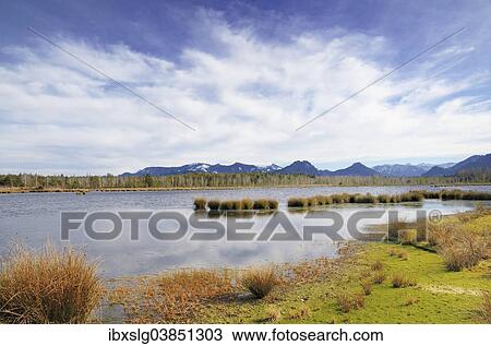 "Waterlogged, renatured peat-mining area with typical bog vegetation, Peat Moss (Sphagnum fallax), Bulrushes (Schoenoplectus lacustris) during fohn weather conditions, Grundbeckenmoor, near Nicklheim, Alpine Foothills, Bavaria, Germany, Europe" View Large Photo Image Stock Image - "Waterlogged, renatured peat-mining area with typical bog vegetation, Peat Moss (Sphagnum fallax), Bulrushes (Schoenoplectus lacustris) during fohn weather conditions, Grundbeckenmoor, near Nicklheim, Alpine Foothills, Bavaria, Germany, Europe". Fotosearch