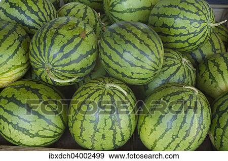 Watermelons View Large Photo Image Stock Photo - Watermelons. Fotosearch