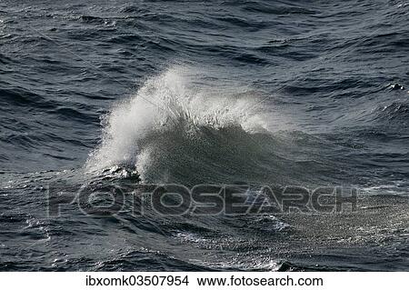 "Wave with spray, on the high seas, Baltic Sea, Germany, Europe" View Large Photo Image Picture - "Wave with spray, on the high seas, Baltic Sea, Germany, Europe". Fotosearch