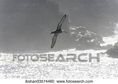 "Waved Albatross or Galapagos Albatross (Phoebastria irrorata) in flight, Isla Espanola, Galapagos Islands" View Large Photo Image Stock Image - "Waved Albatross or Galapagos Albatross (Phoebastria irrorata) in flight, Isla Espanola, Galapagos Islands". Fotosearch