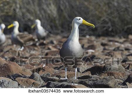 "Waved Albatross or Galapagos Albatross (Phoebastria irrorata), Isla Espanola, Galapagos Islands" View Large Photo Image Stock Photography - "Waved Albatross or Galapagos Albatross (Phoebastria irrorata), Isla Espanola, Galapagos Islands". Fotosearch