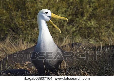 "Waved Albatross (Phoebastria irrorata), Espanola Island, Galapagosinseln, Ecuador, South America" View Large Photo Image Picture - "Waved Albatross (Phoebastria irrorata), Espanola Island, Galapagosinseln, Ecuador, South America". Fotosearch