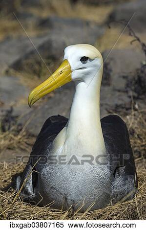 "Waved Albatross (Phoebastria irrorata), Espanola Island, Galapagosinseln, Ecuador, South America" View Large Photo Image Stock Photography - "Waved Albatross (Phoebastria irrorata), Espanola Island, Galapagosinseln, Ecuador, South America". Fotosearch