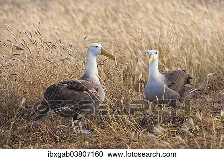 "Waved Albatrosses (Phoebastria irrorata), Espanola Island, Galapagosinseln, Ecuador, South America" View Large Photo Image Stock Image - "Waved Albatrosses (Phoebastria irrorata), Espanola Island, Galapagosinseln, Ecuador, South America". Fotosearch
