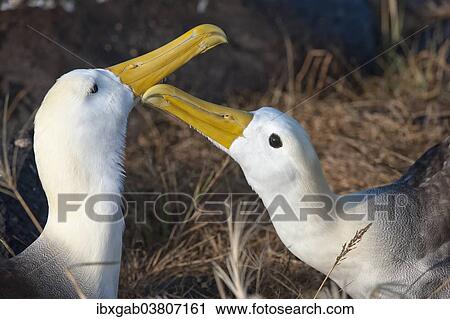 "Waved Albatrosses (Phoebastria irrorata), Espanola Island, Galapagosinseln, Ecuador, South America" View Large Photo Image Stock Image - "Waved Albatrosses (Phoebastria irrorata), Espanola Island, Galapagosinseln, Ecuador, South America". Fotosearch
