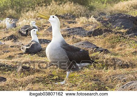 "Waved Albatrosses (Phoebastria irrorata), Espanola Island, Galapagosinseln, Ecuador, South America" View Large Photo Image Stock Image - "Waved Albatrosses (Phoebastria irrorata), Espanola Island, Galapagosinseln, Ecuador, South America". Fotosearch