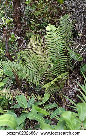 Stock Photo - "Wawae??iole (Huperzia nutans), a species of club moss, endemic species, Big Island, Hawaii, USA". Fotosearch