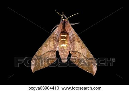 "Wawy Polyptychus (Rufoclanis numosae), Harenna Forest, Bale Mountains, Oromia region, Ethiopia, Africa" View Large Photo Image Stock Image - "Wawy Polyptychus (Rufoclanis numosae), Harenna Forest, Bale Mountains, Oromia region, Ethiopia, Africa". Fotosearch