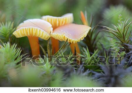 Stock Photograph - "Waxcap Mushrooms (Hygrocybe persistens), Emsland, Lower Saxony, Germany, Europe". Fotosearch