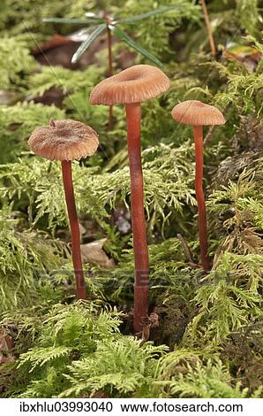 "Waxy laccaria (Laccaria laccata), Baden-Wurttemberg, Germany, Europe" View Large Photo Image Stock Image - "Waxy laccaria (Laccaria laccata), Baden-Wurttemberg, Germany, Europe". Fotosearch