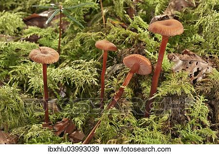 Stock Photo - "Waxy laccaria (Laccaria laccata), Baden-Wurttemberg, Germany, Europe". Fotosearch
