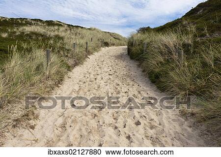 "Way to the beach flanked with beach grass, Sylt, North Frisia, Schleswig-Holstein, Germany, Europe, PublicGround, Europe" View Large Photo Image Stock Image - "Way to the beach flanked with beach grass, Sylt, North Frisia, Schleswig-Holstein, Germany, Europe, PublicGround, Europe". Fotosearch